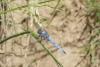 Orthetrum brunneum